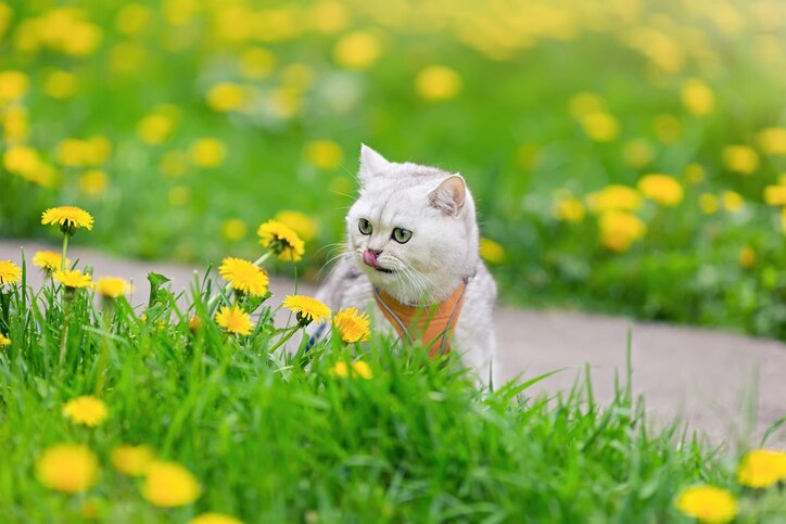 natural flea treatment for cats; a cat sits in a field of flowers with a harness on.