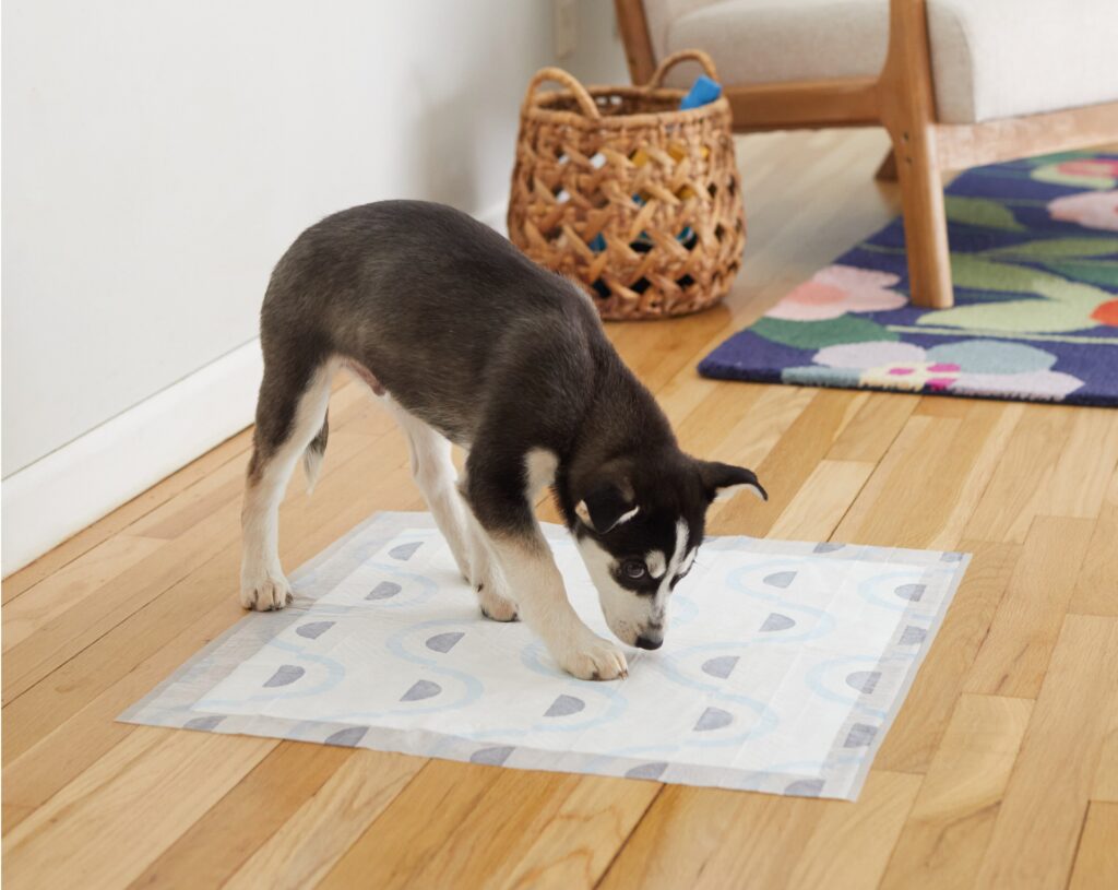how to potty train a puppy; dog sniffing pee pad during potty training.