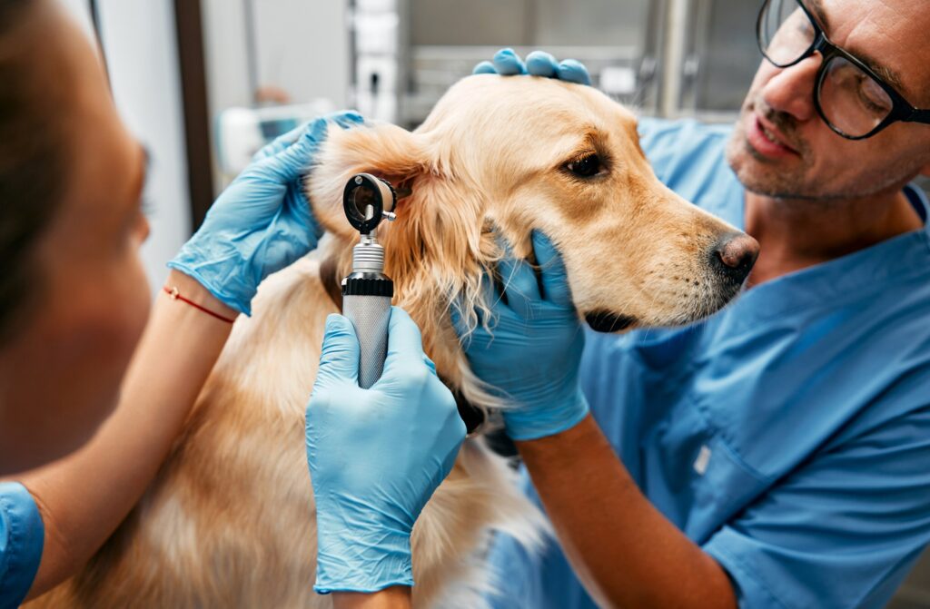 foreign bodies in dog ears; a dog’s ear is examined by their vet for a foreign body.
