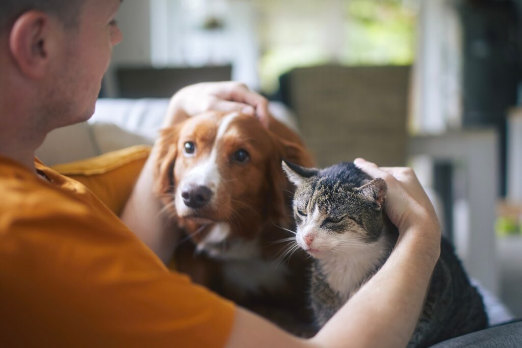 A pet parent pets their senior dog and cat