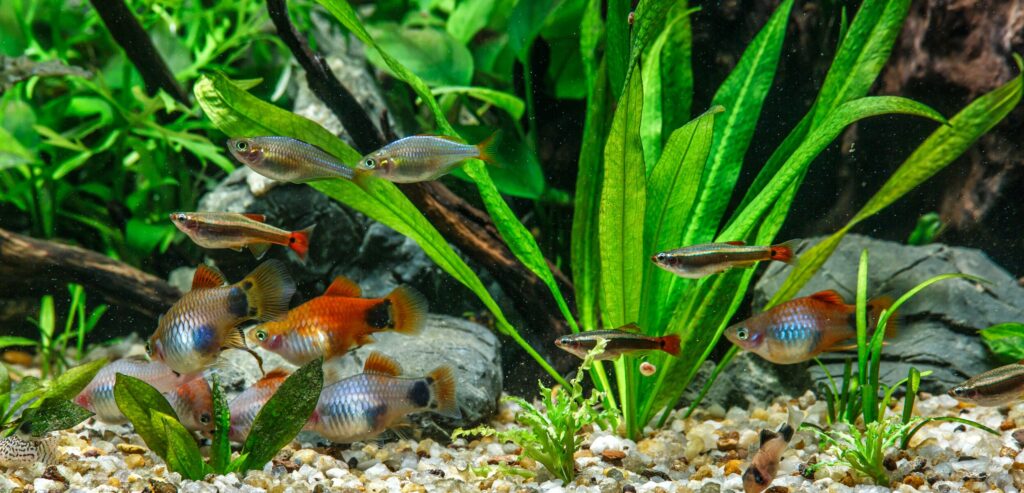 Community fish tank with lots of different fish