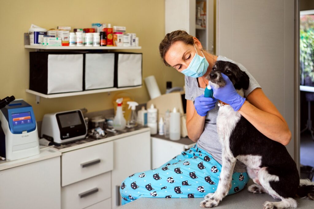 importance of pet dental care and going for checkups