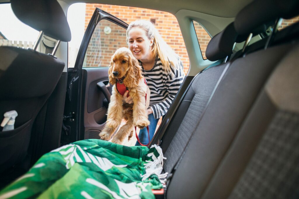 dog emergency kit when traveling