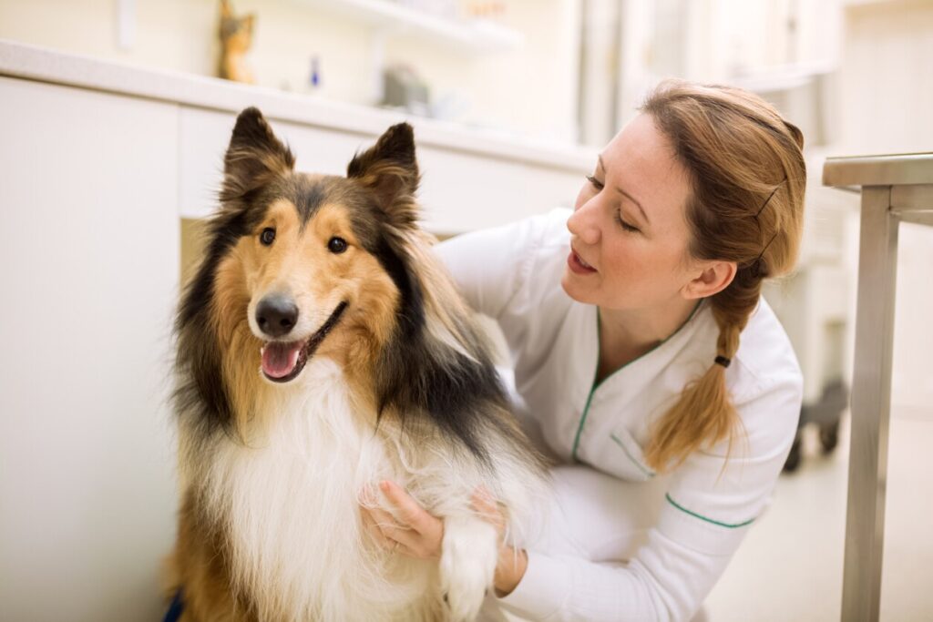 woman petting a smiling rough collie
