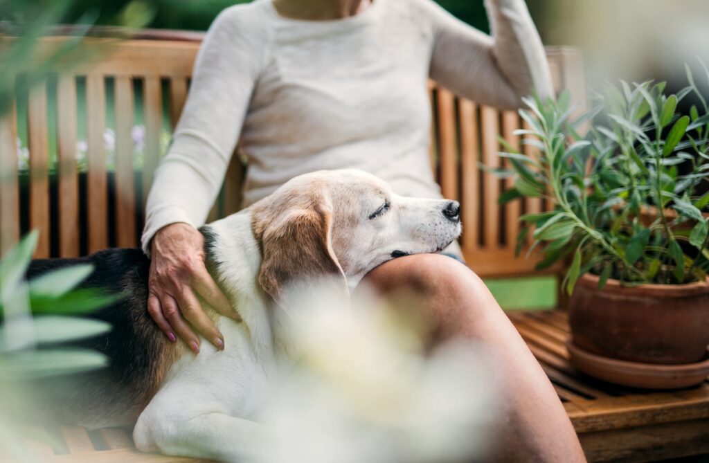 woman sitting on a bench with an elderly dog's head resting in her lap