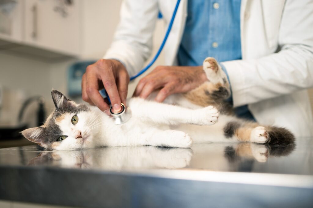 A vet checks a feline for cancer in cats.