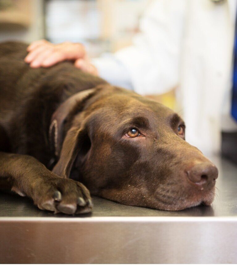 chocolate labrador retriever lying on a veterinarian exam table