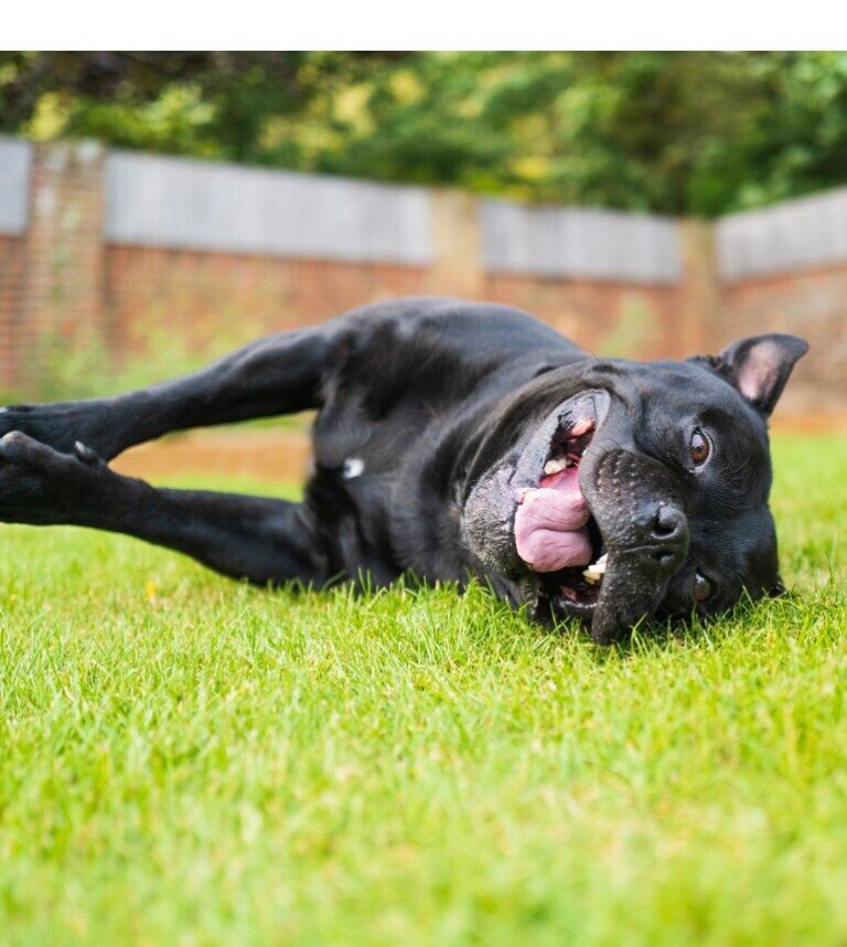 terrier-rolling-in-grass