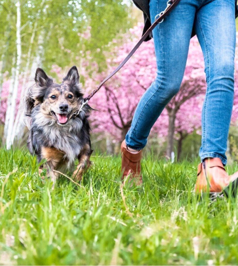 small-dog-running-with-human