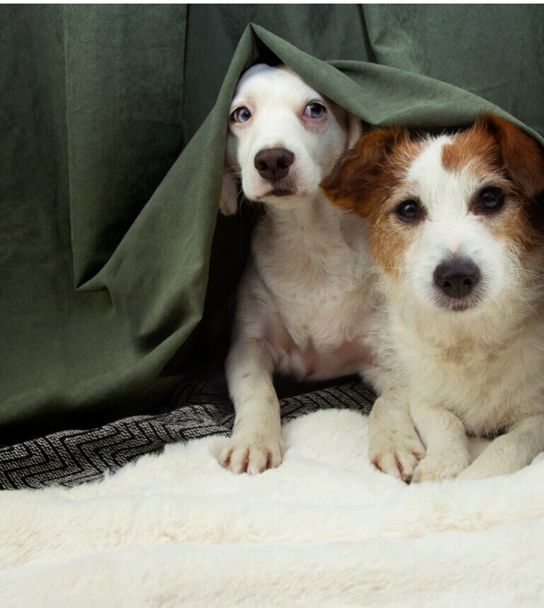 Anxious dogs