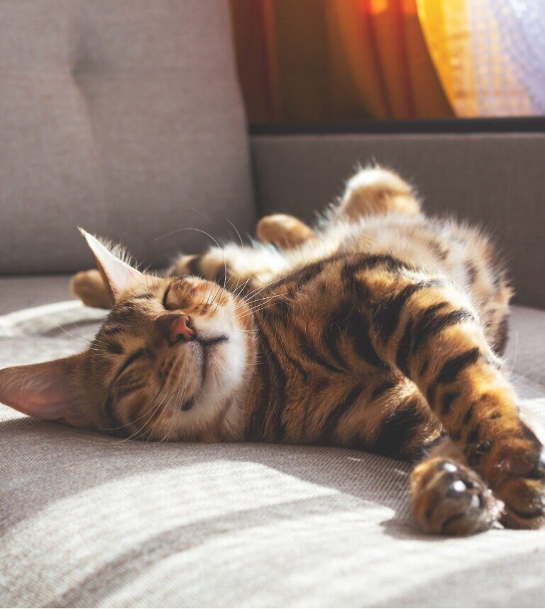 bengal cat stretched out and sleeping on a couch