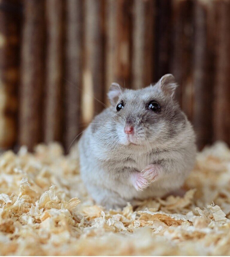 small gray hamster sitting in cage bedding