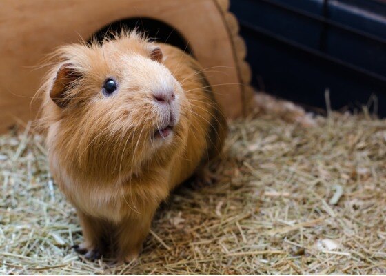 brown guinea pig in a cage