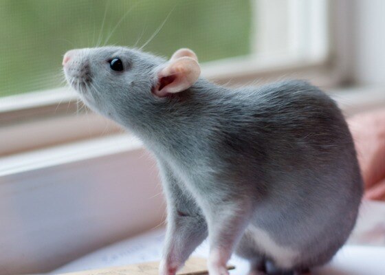 blue-gray rat standing on a window sill looking out a window