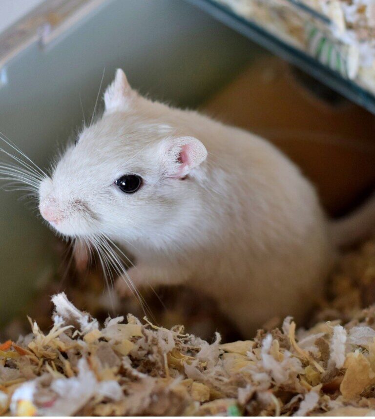 white gerbil standing up in cage