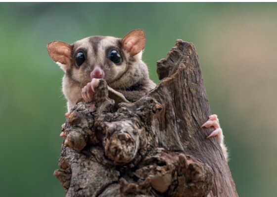 sugar-glider-holding-on-to-piece-of-wood
