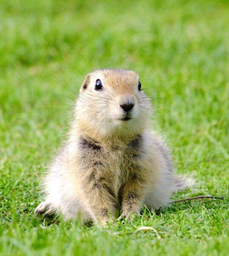 prairie dog sitting in grass