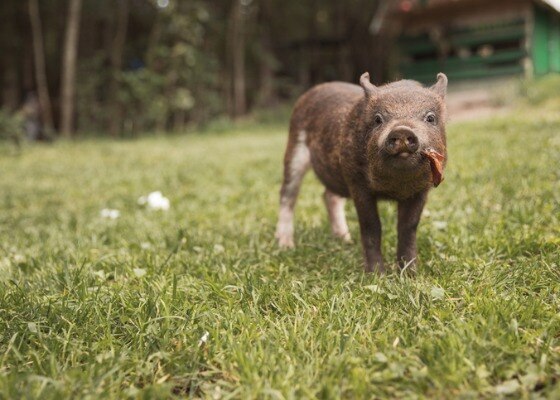 little-piglet-chewing-in-backyard