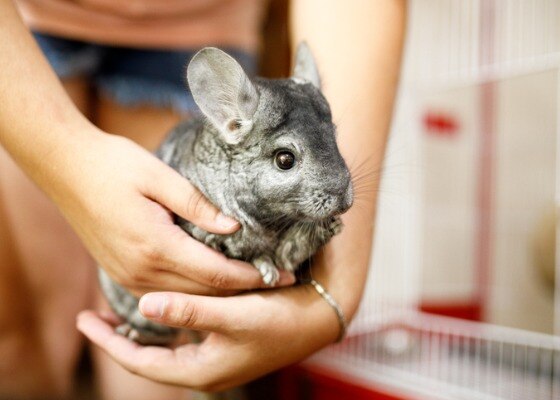 woman holding a gray chinchilla