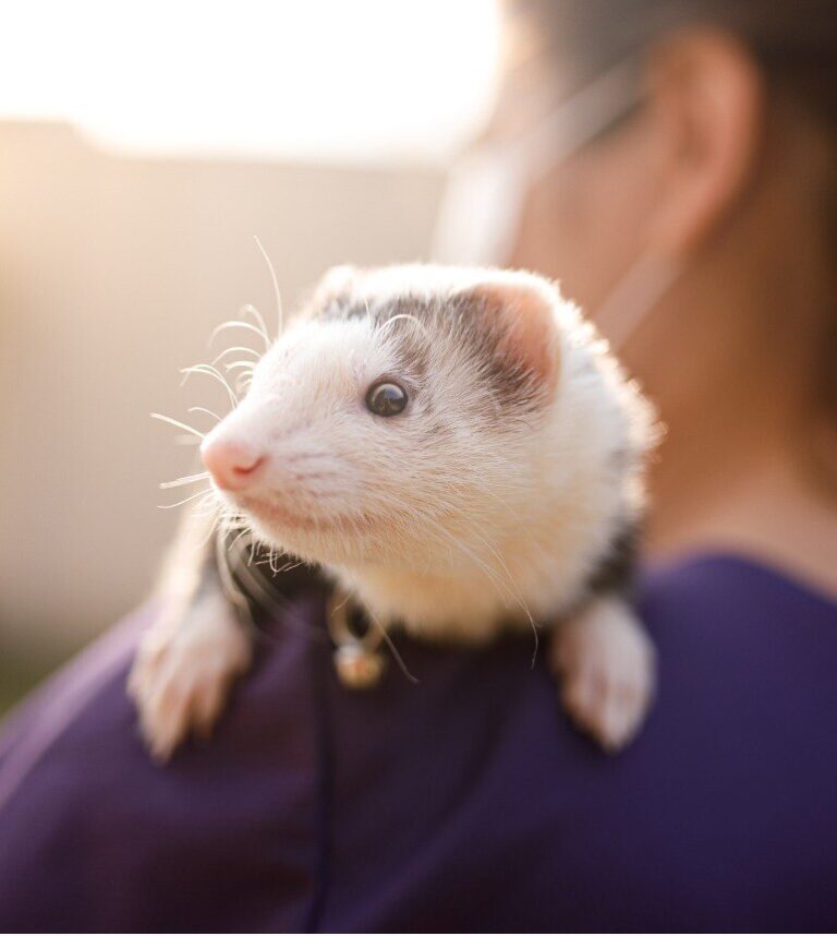 gray and white ferret sitting on a woman's shoulder at sunset
