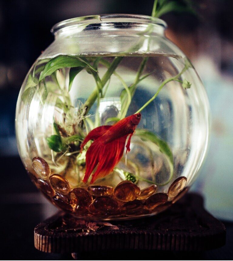 bright red beta fish swimming in a small glass fish bowl
