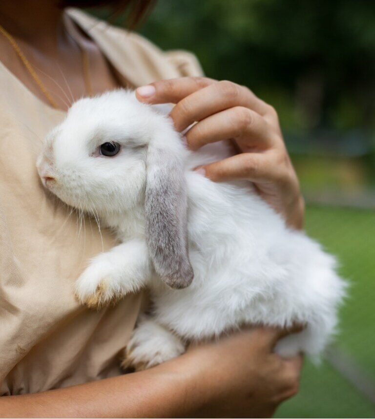woman holding a white and gray rabbit to her chest