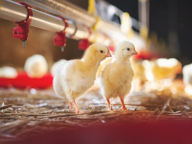 baby chicks