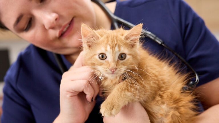 kitten vaccine schedule