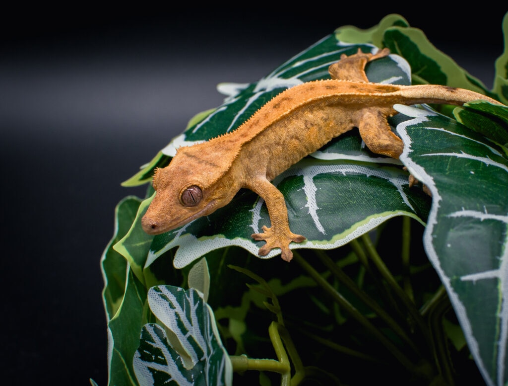 crested gecko close up