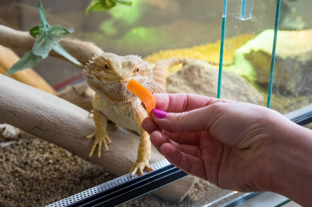 A woman’s hand holds a slice of carrot in front of a yellow bearded dragon.