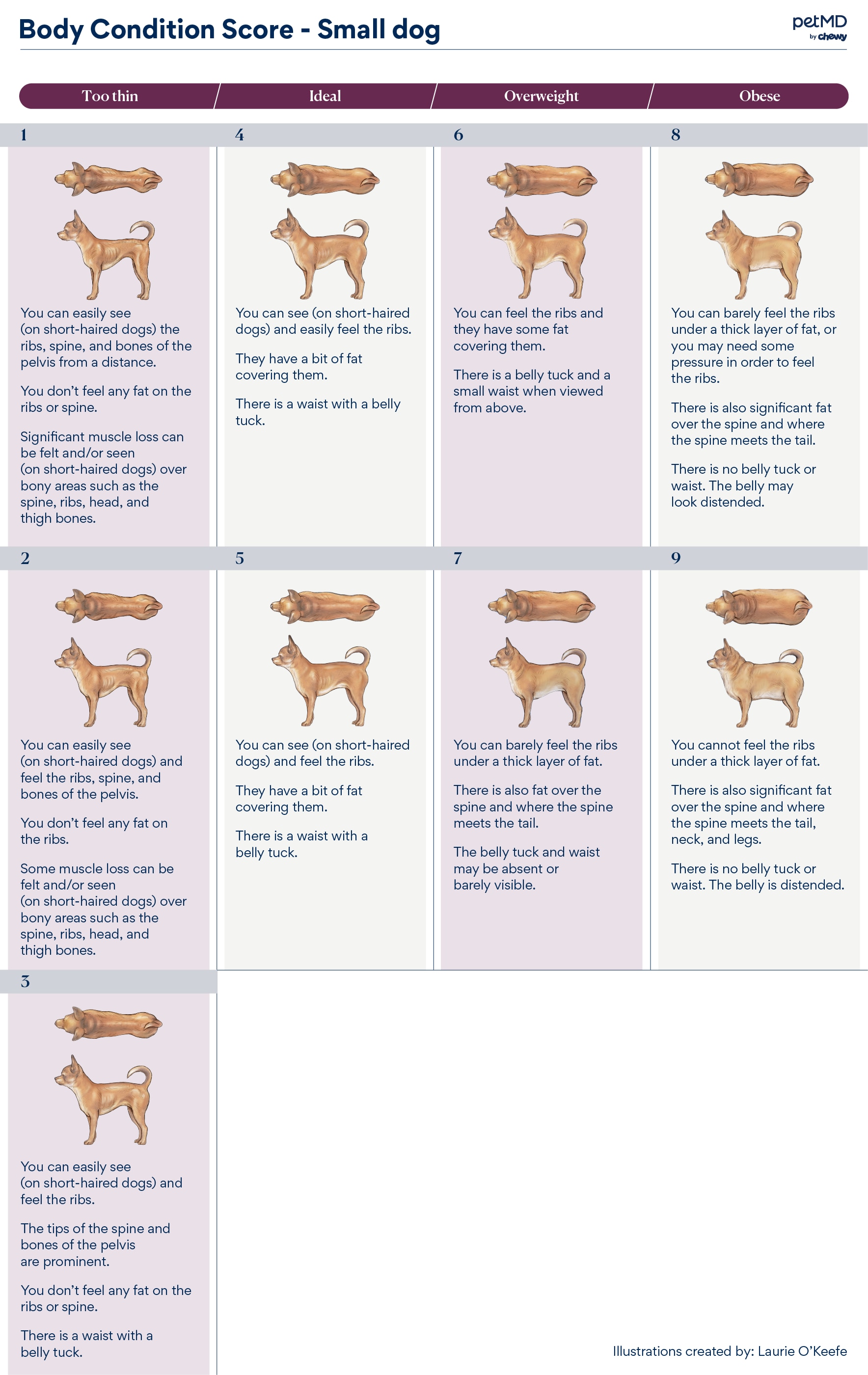 small dog body condition score