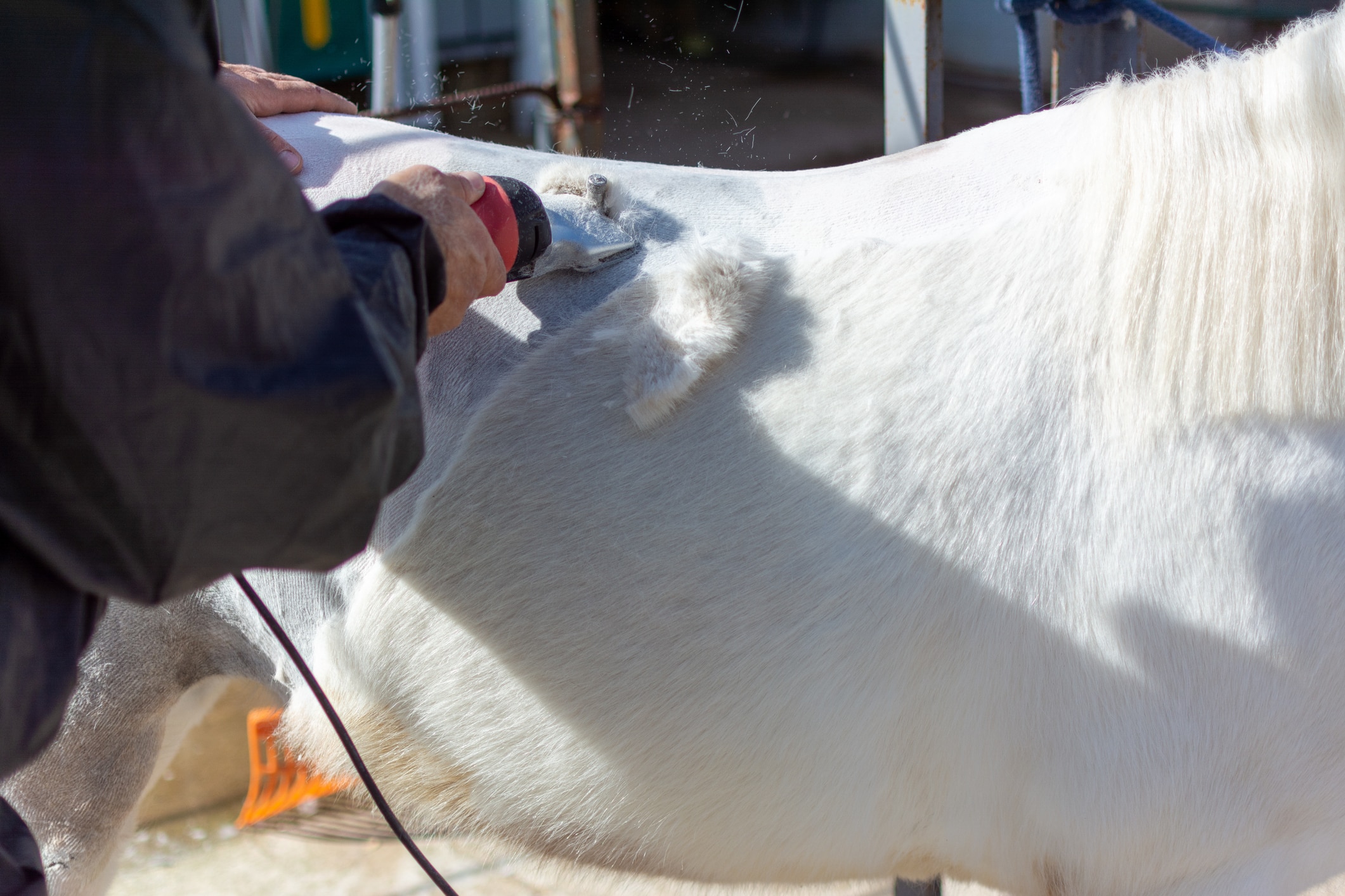 How To Clip a Horse: Patterns, Tools, and Pro Tips