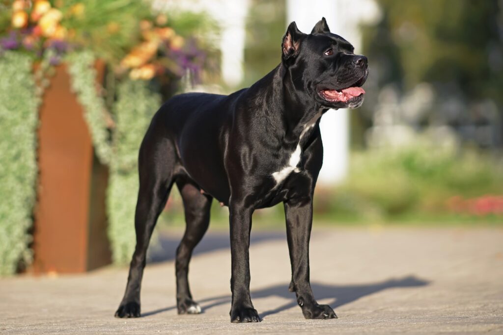 A black Cane Corso standing outside in the sun. Chewy's Get Real Fresh Food is the best fresh dog food for cane corso dogs