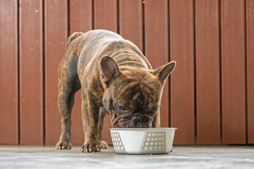 a brindle French Bulldog eating from a metal bowl. Chewy's Get Real Fresh Food is the best fresh food for French Bulldogs