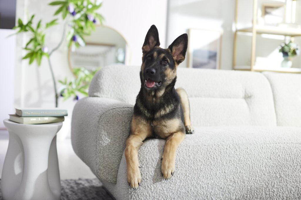 A German Shepherd lying on a gray couch. Chewy's Get Real Fresh Dog Food is the best fresh food for a German Shepherd.