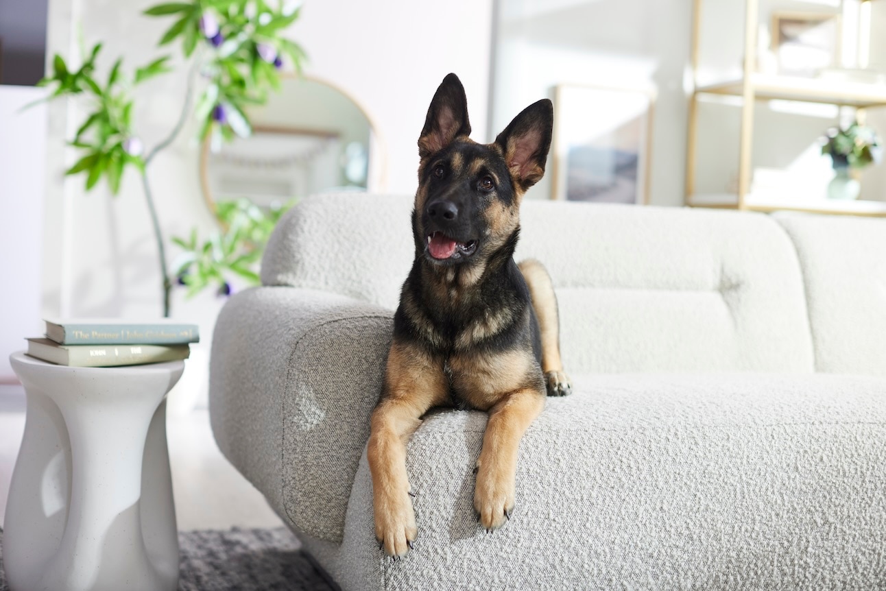 A German Shepherd, a herding dog, lying on a gray couch