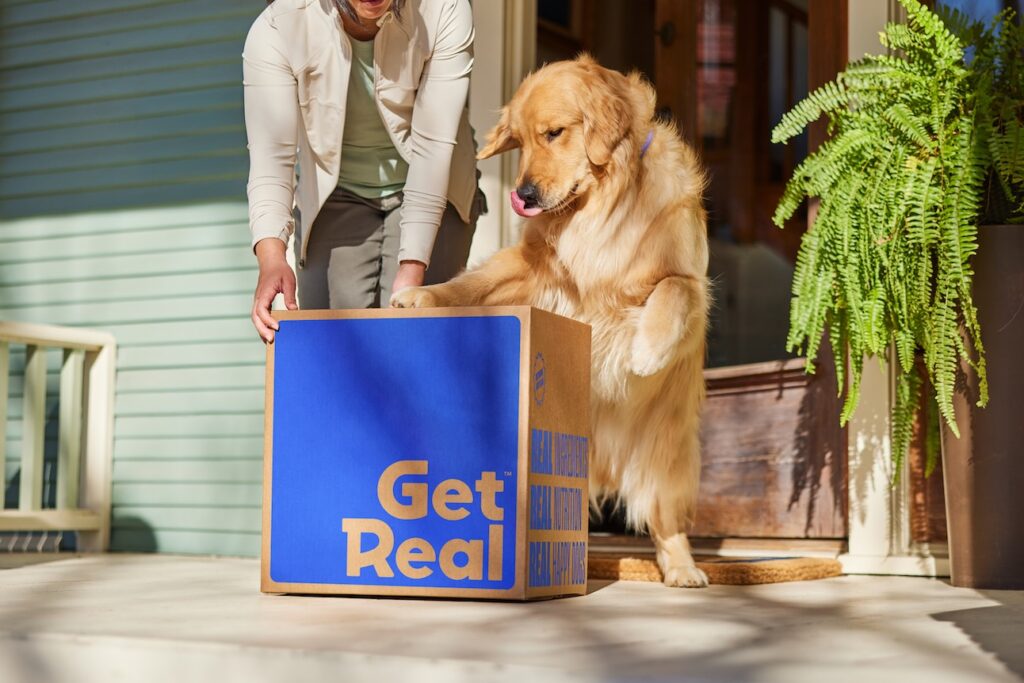 a Golden Retriever finding a Chewy Get Real Fresh Food box on the porch. It's one of the best fresh dog foods for Golden Retrievers.