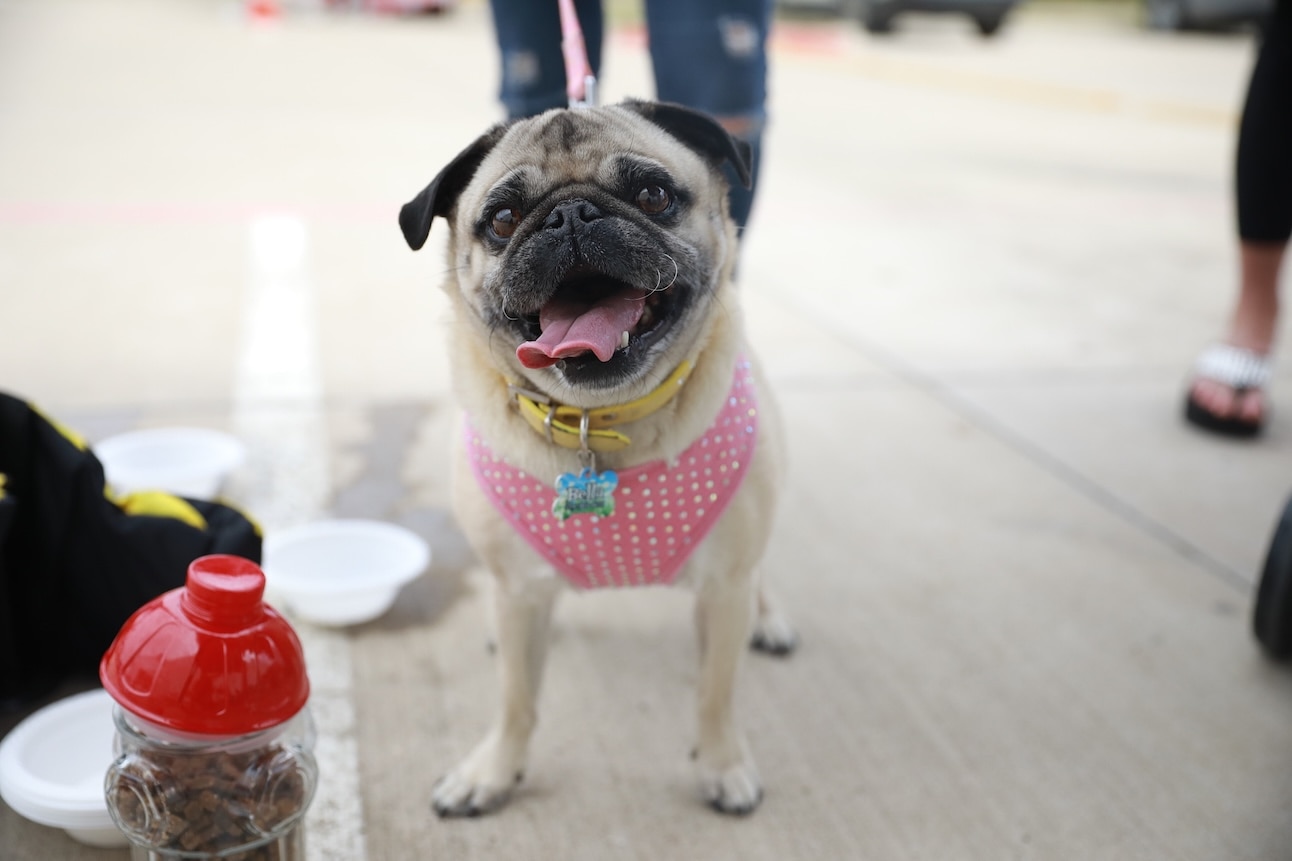 A smiling Pug wearing a polkadot harness on a walk.
