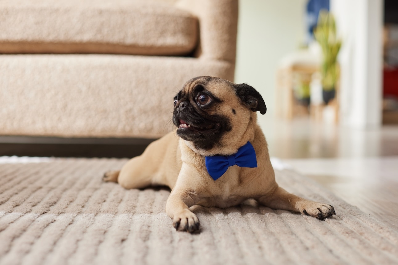 A Pug lying on carpet and wearing a blue bowtie