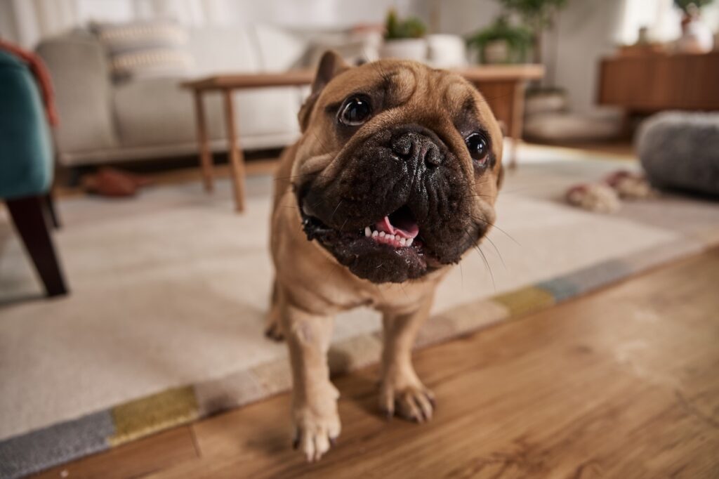 A close-up of a beige and black French Bulldog's face. Learn how to tell the difference between a Pug versus French Bulldog