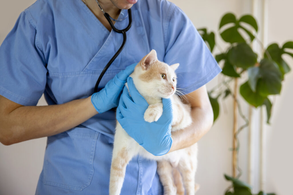 acid reflux in cats; a vet holds a cat during an examination.