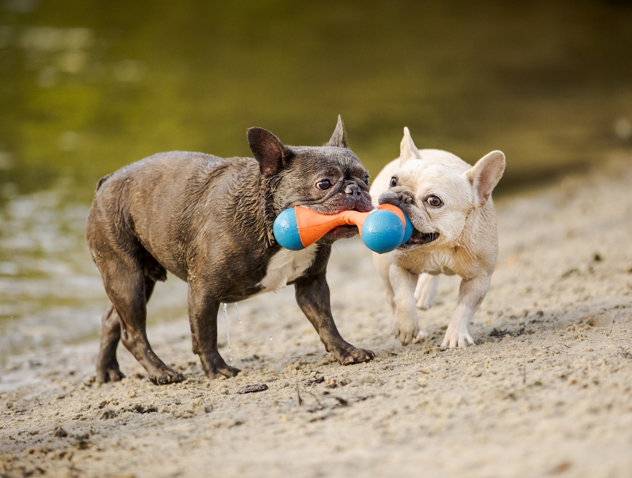Two French Bulldogs playing with a toy at the edge of a lake