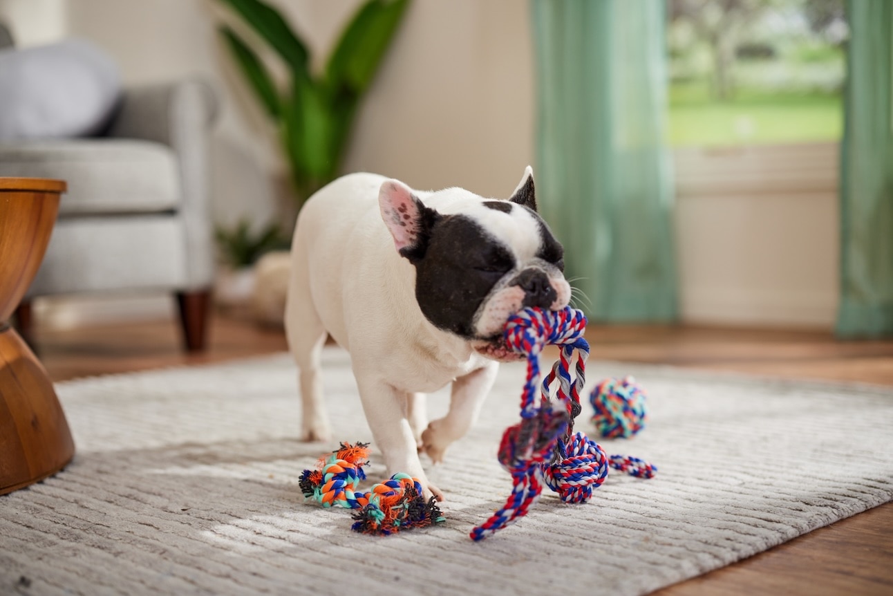 A French Bulldog playing with a tug toy in a living room