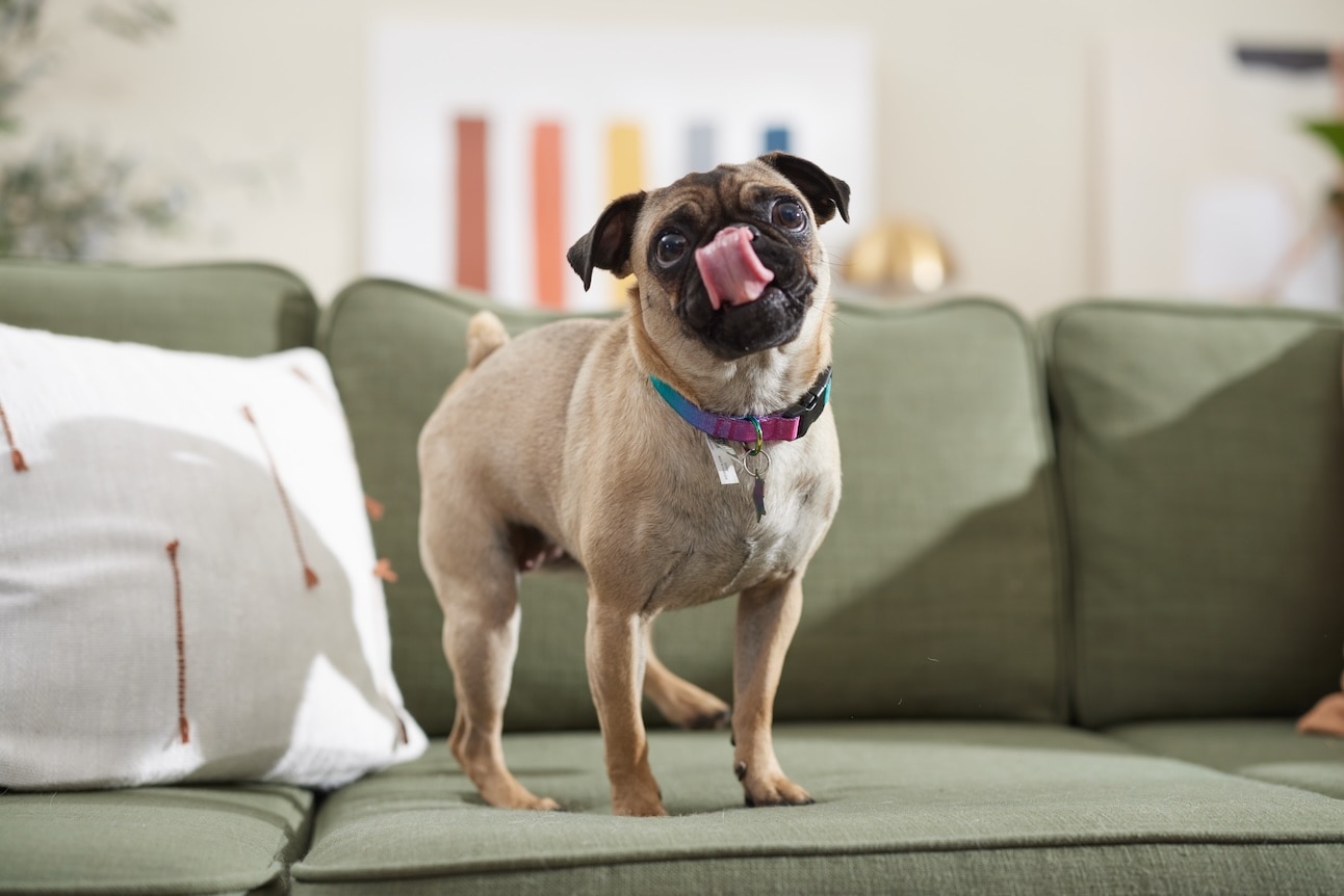 a pug standing on a couch and licking his lips