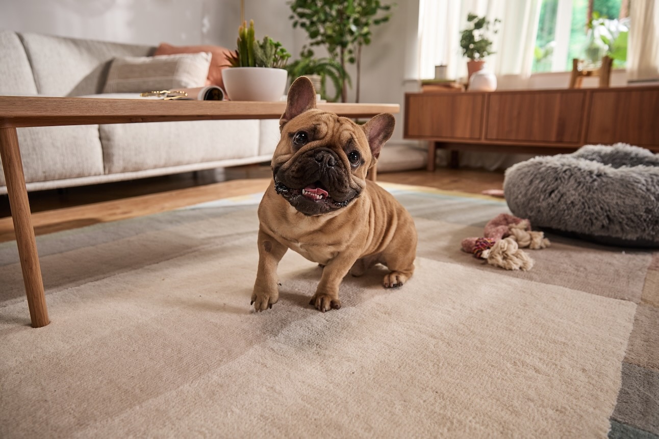 A brown French Bulldog, a dog that doesnt like cold weather, in a living room
