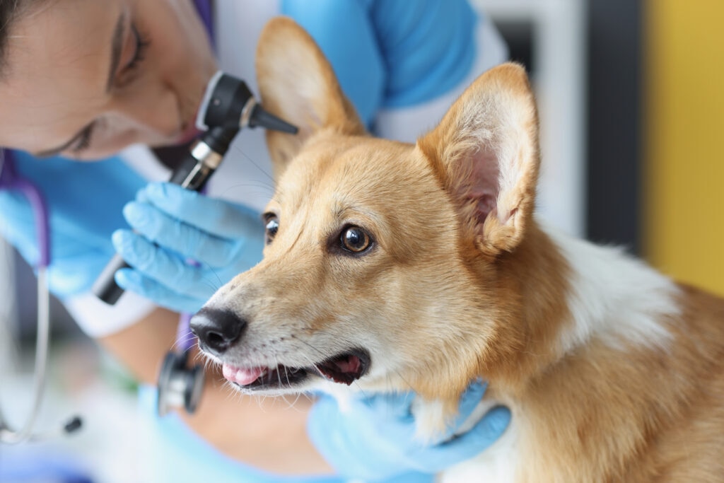 A dog gets their ear examined at the vet.