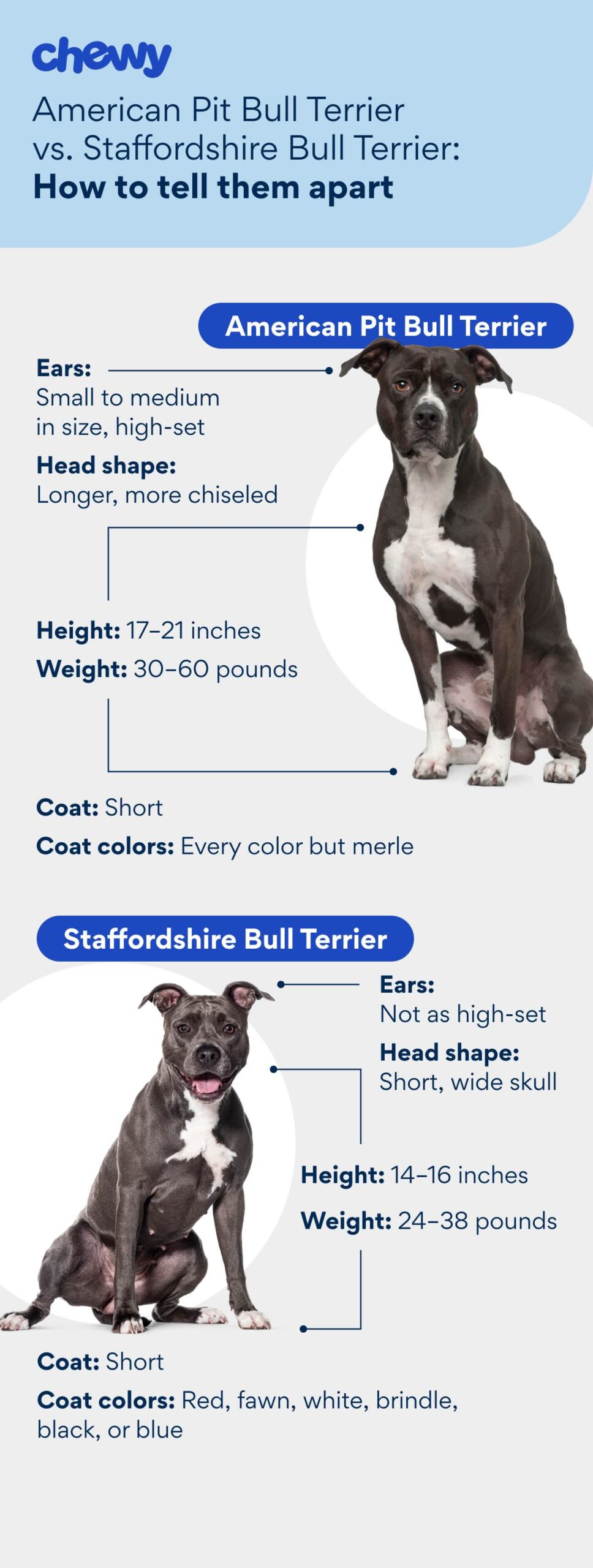 Diagram of an American Pit Bull Terrier vs. Staffordshire Bull Terrier appearance