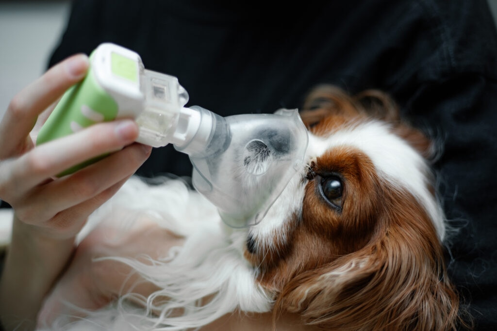 dog coughing; a coughing dog gets inhalation nebulizer treatment.