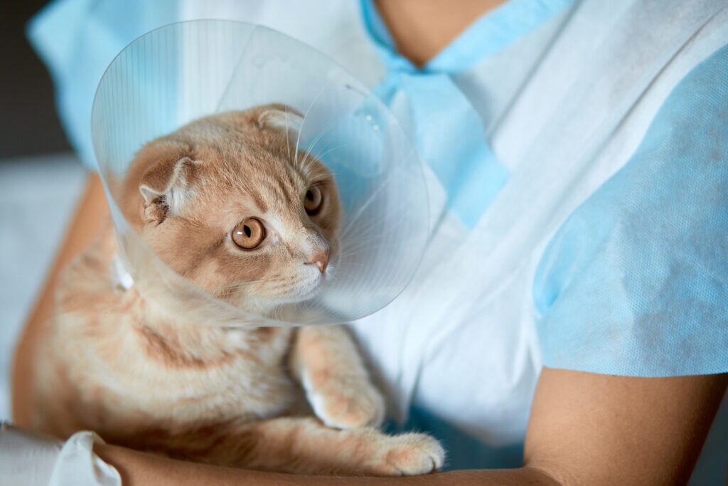 cat spay; a cat with a cone around his head his held by a veterinarian.