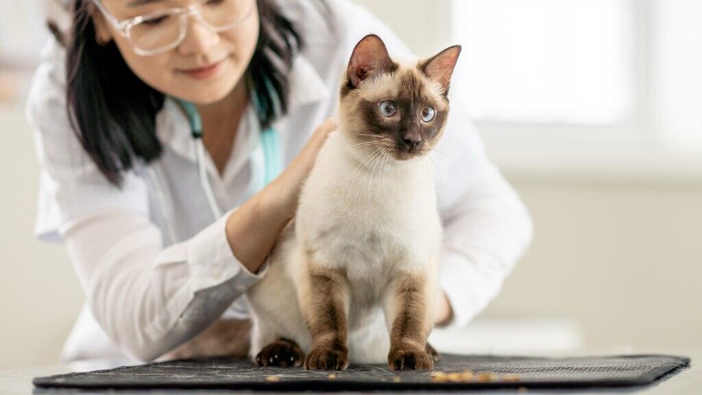 varenzin-ca1 for cats: cat at the vet clinic